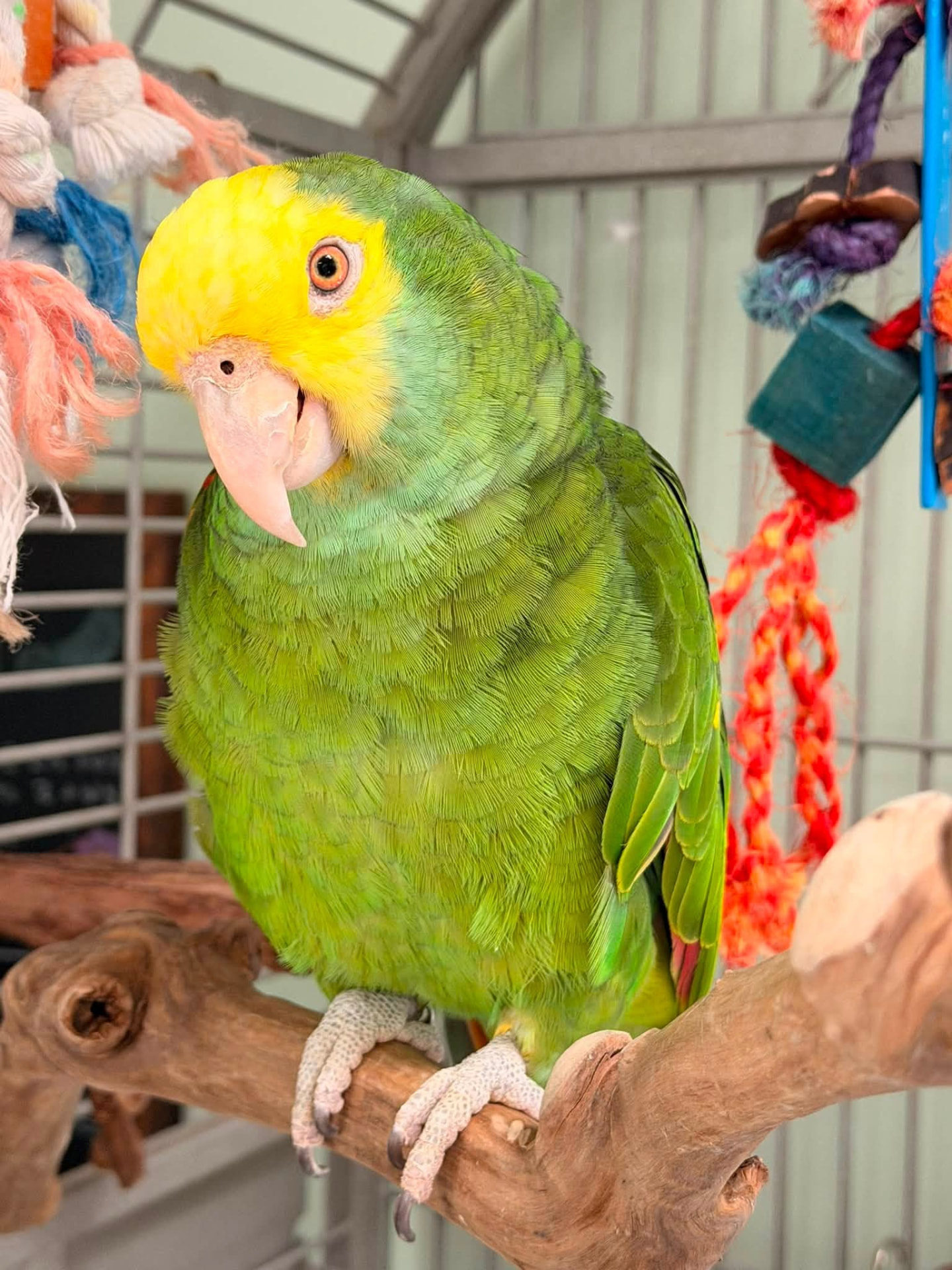 Pickle, Double Yellow-Headed Amazon Parrot