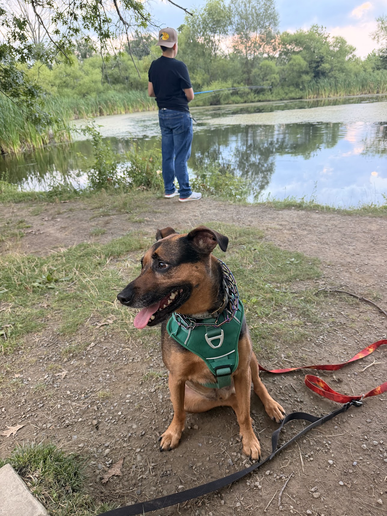 Dean, Shepherd/Hound mix