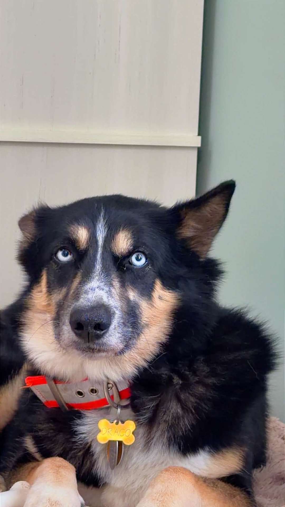 Draco, Shepherd/Husky mix