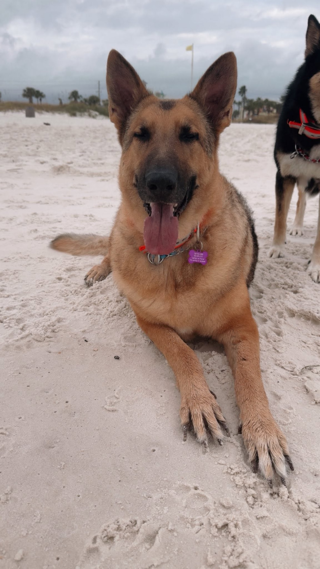 Diesel, German Shepherd
